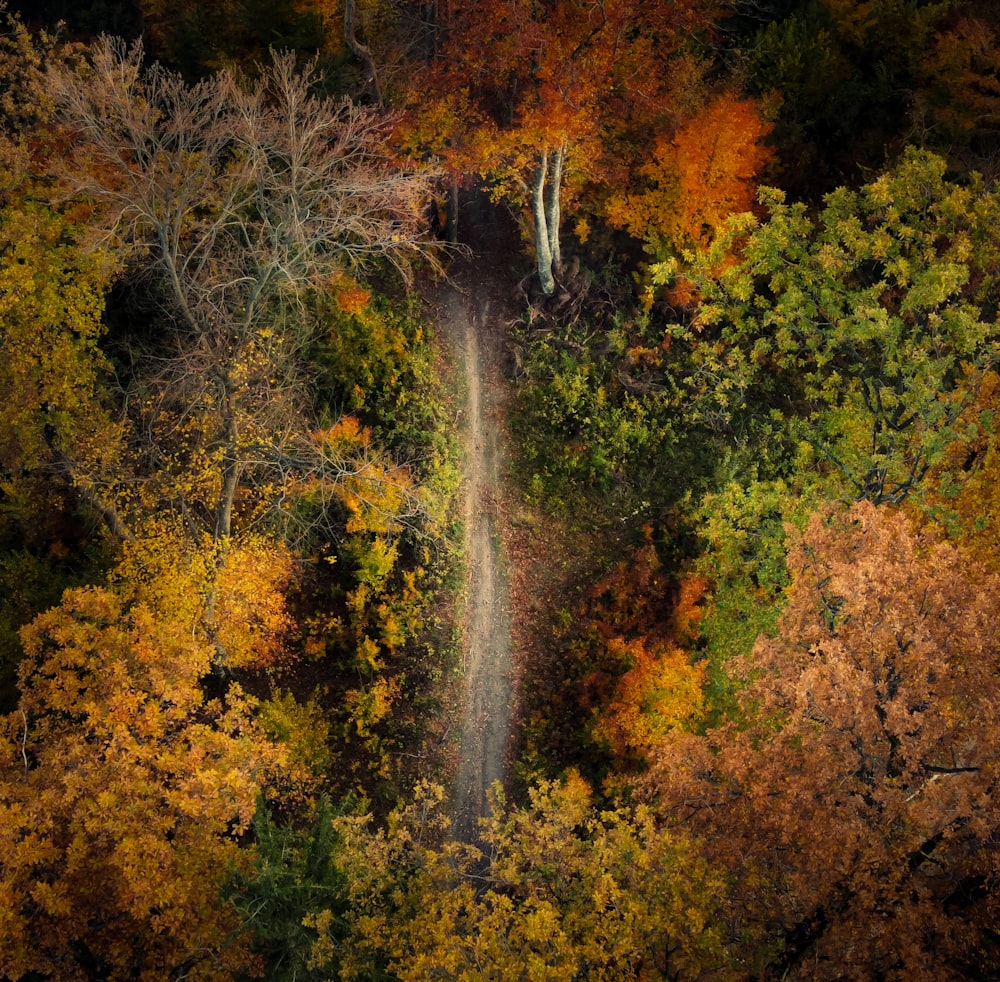 water falls in the middle of green and yellow trees