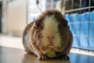 Screenshot of pigree app showing detailed guinea pig profile with photo and QR code.