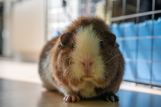 A close-up of a guinea pig, with brown and white fur, sitting on a smooth surface in its enclosure. The focus is sharp on the guinea pig's face, showing its whiskers and small, attentive eyes. The background is slightly blurred, with hints of blue and a fenced area.