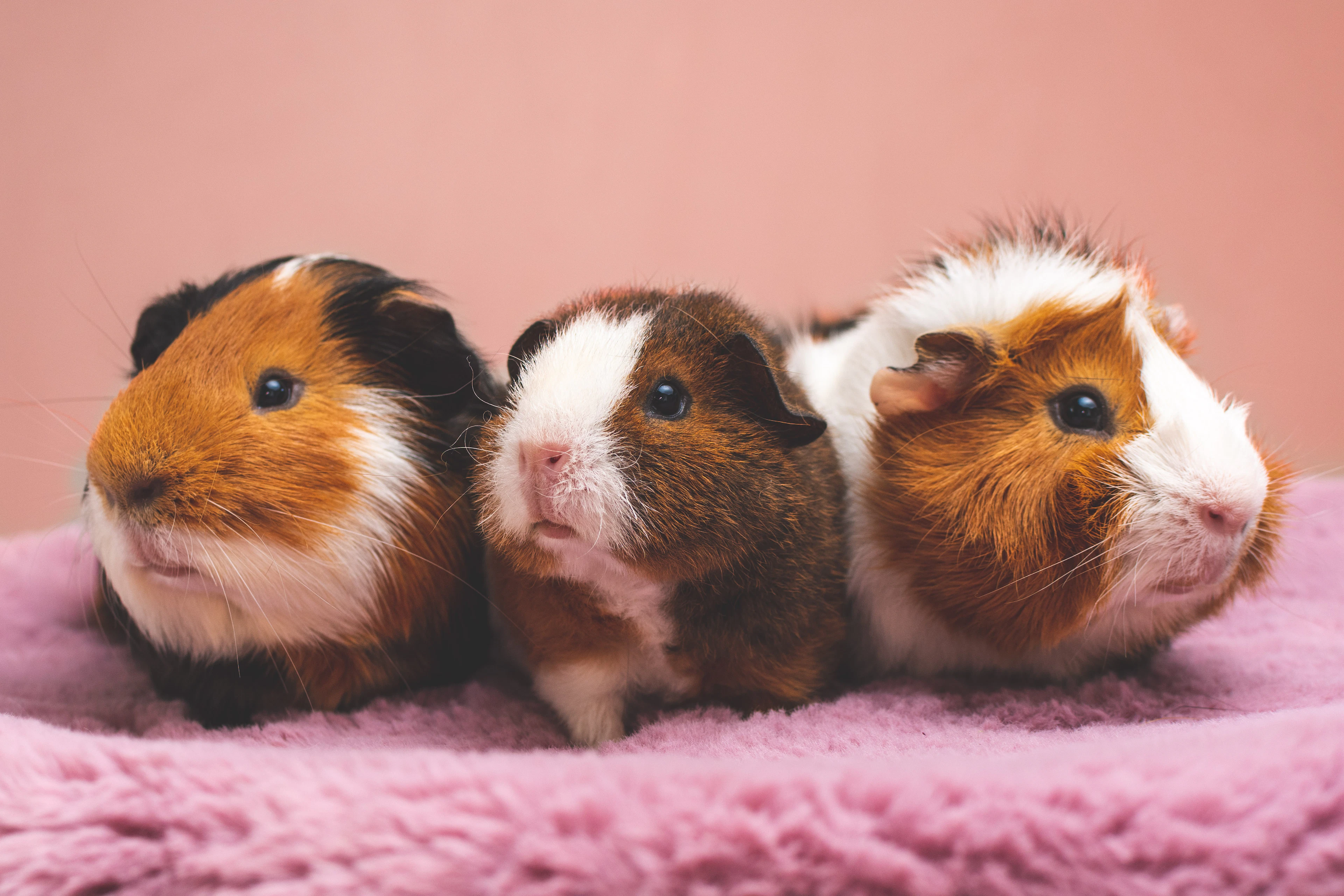 Three guinea pigs sitting together on a blanket