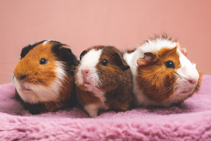 10 Ways To Entertain Your Guinea Pig Everyday: A Fun Guide