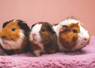 brown and white guinea pig on pink textile