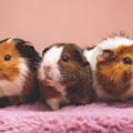 brown and white guinea pig on pink textile