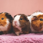 brown and white guinea pig on pink textile