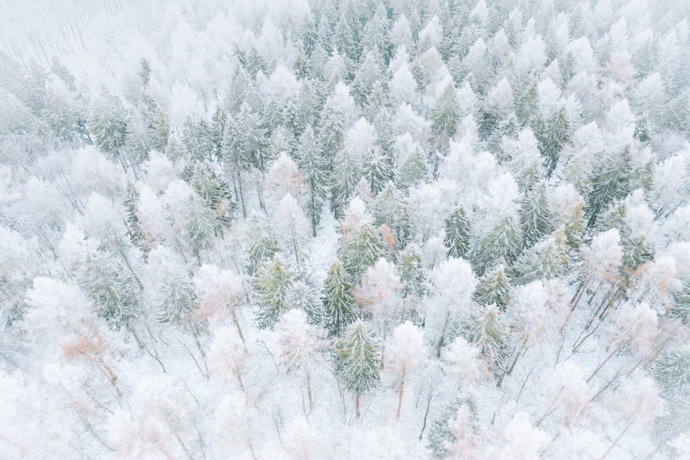 雪に覆われた白と緑の松の木