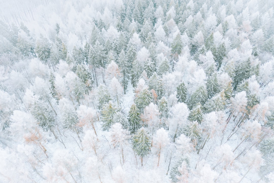 white and green pine tree covered with snow