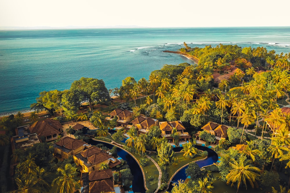 aerial view of green trees near body of water during daytime