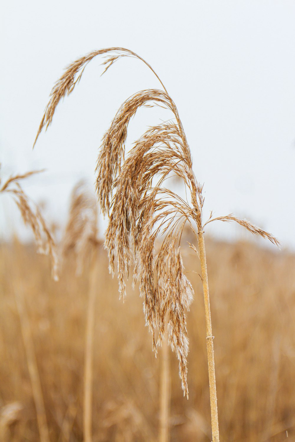 brown wheat field during daytime