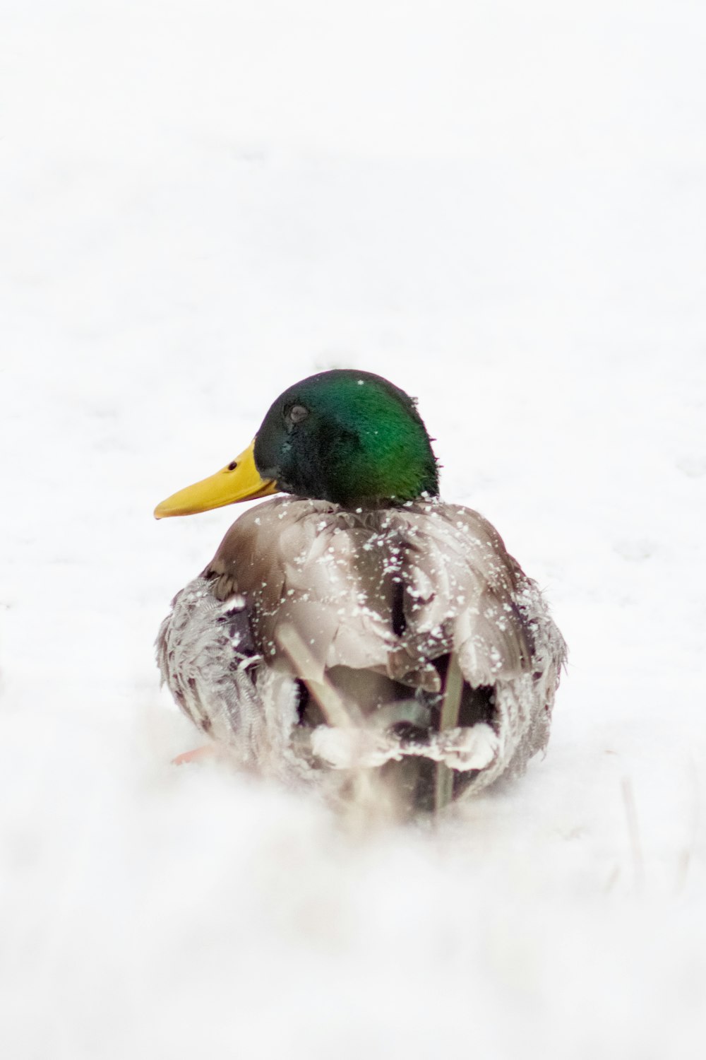 green and brown mallard duck on snow covered ground