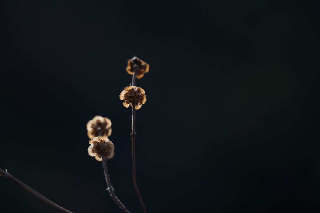 brown and white flower in black background