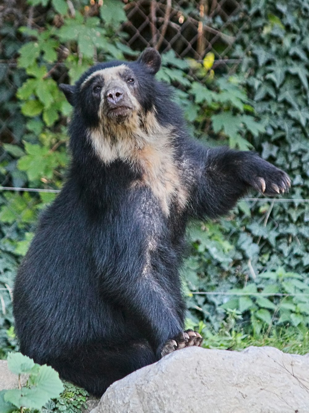 black bear on green grass during daytime