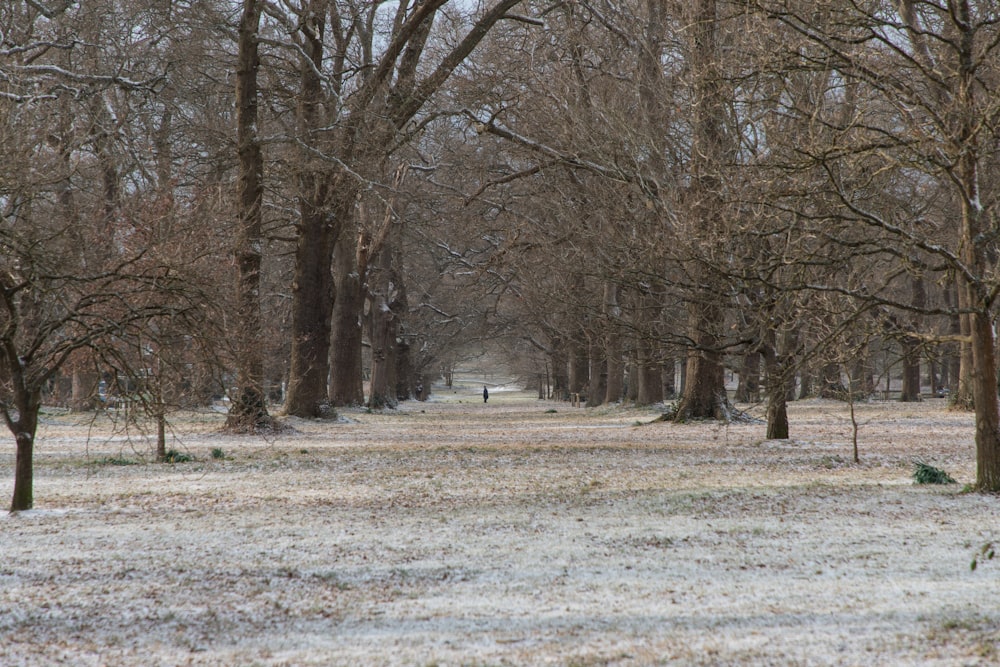 Arbres sans feuilles sur un sol recouvert de neige blanche