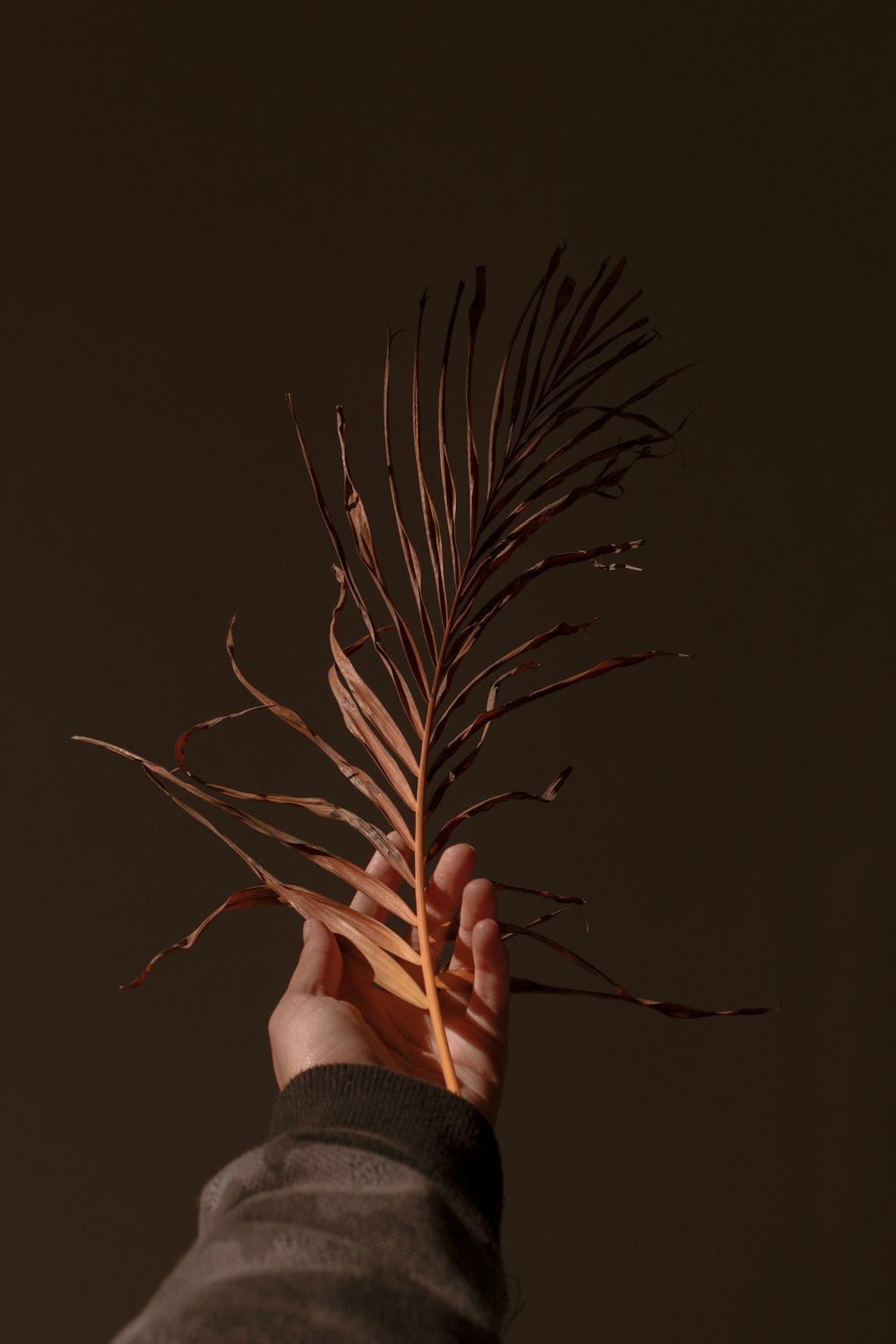 person holding brown plant in black background