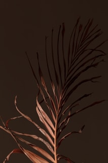brown plant in black background