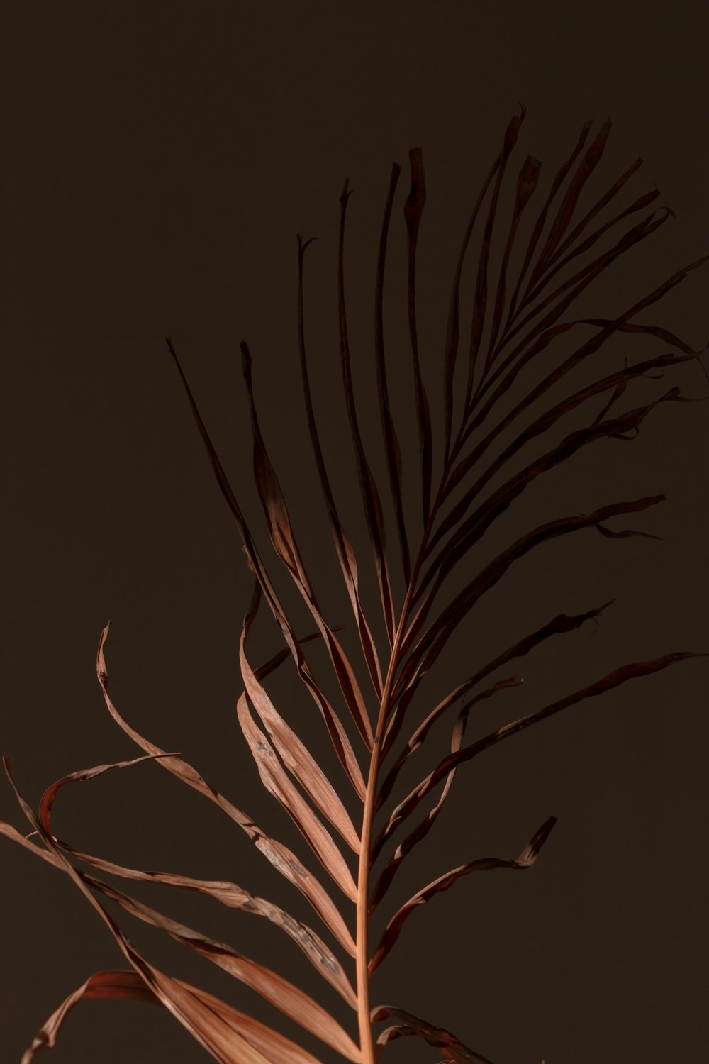 Planta marrón en fondo negro