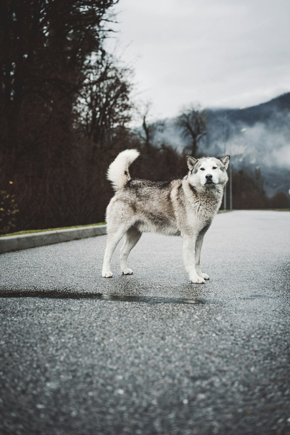 white and brown siberian husky on gray concrete road during daytime