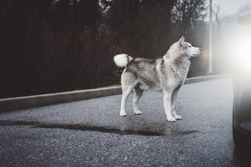 Husky siberiano bianco e grigio sulla strada durante il giorno