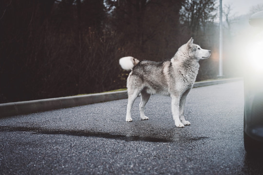 white and gray siberian husky on road during daytime