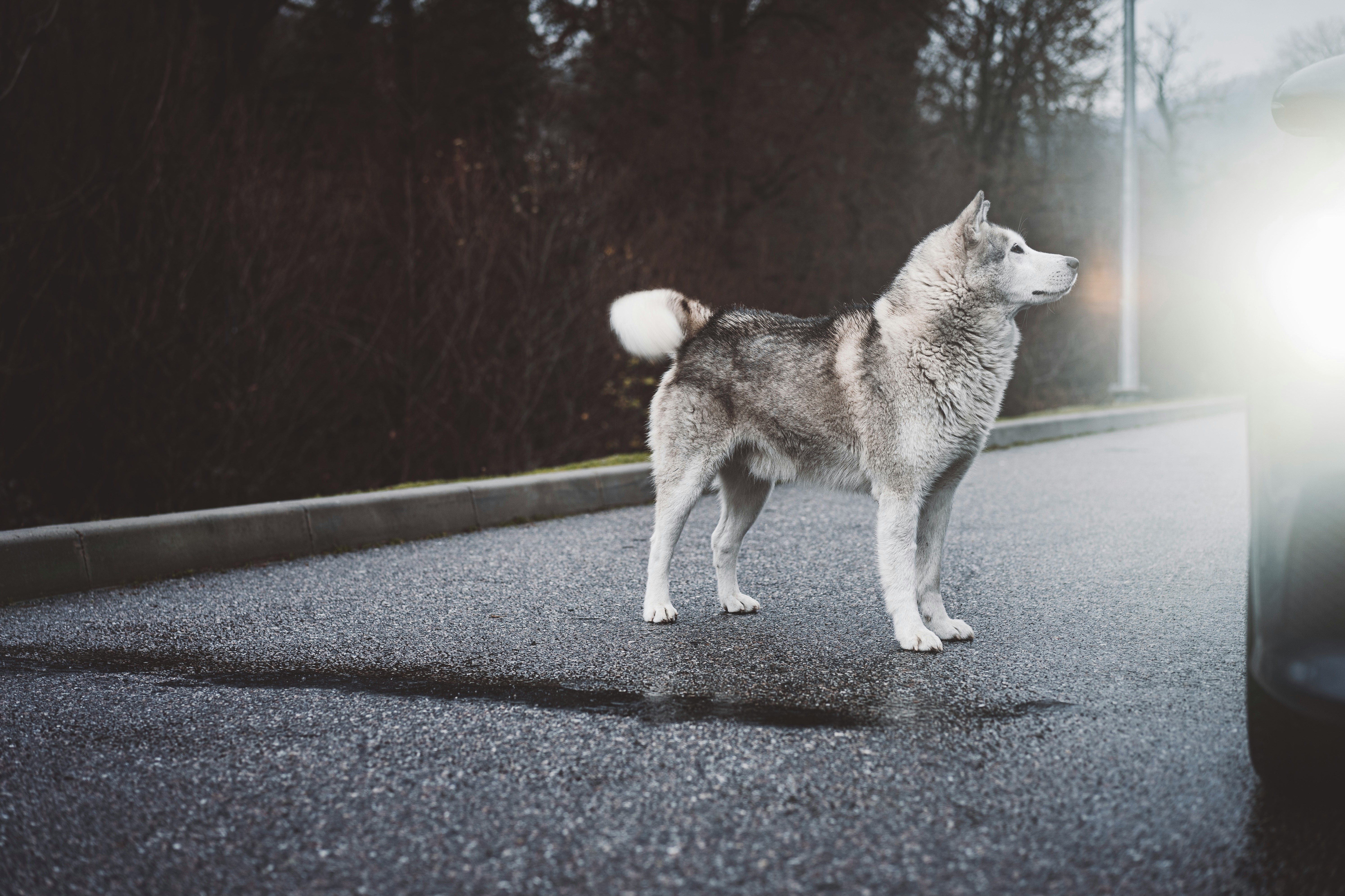 white and gray siberian husky on road during daytime