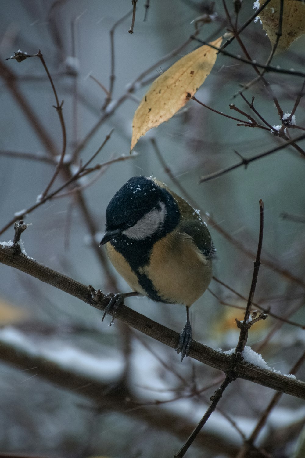 yellow black and white bird on brown tree branch during daytime