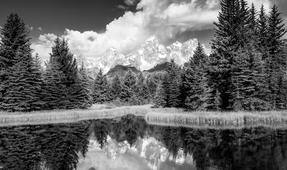 grayscale photo of trees near lake