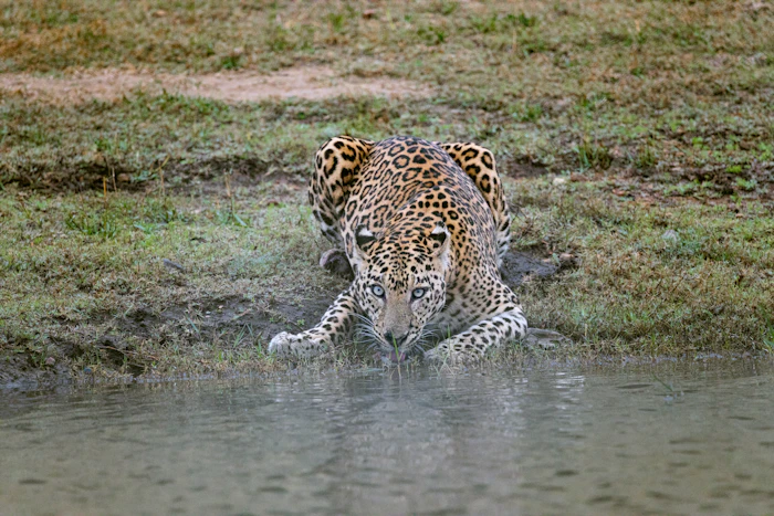 Kabini leopard river Karnataka