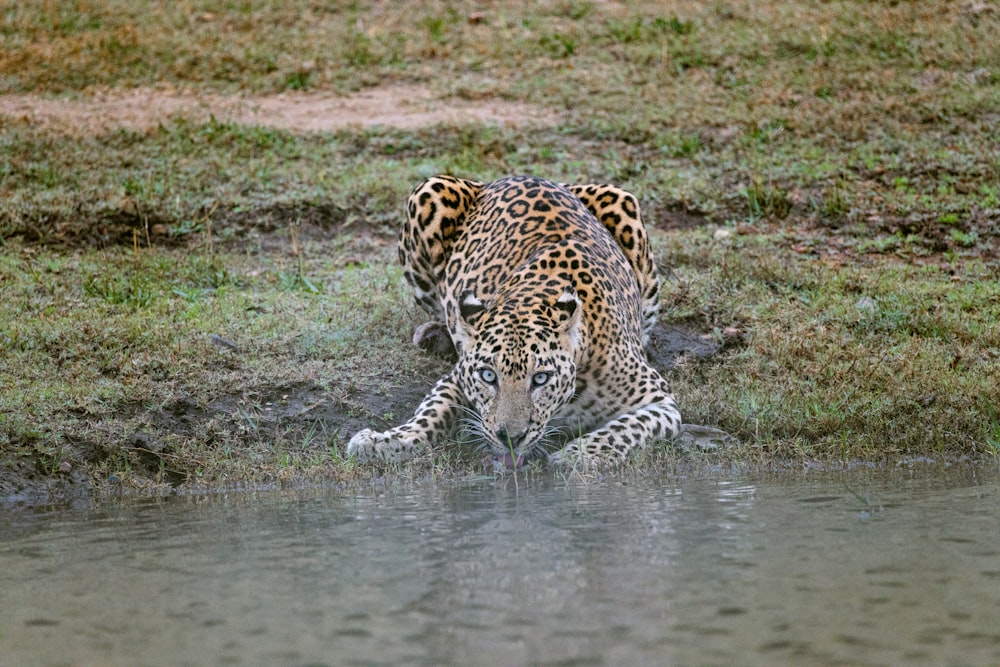 leopard on water during daytime