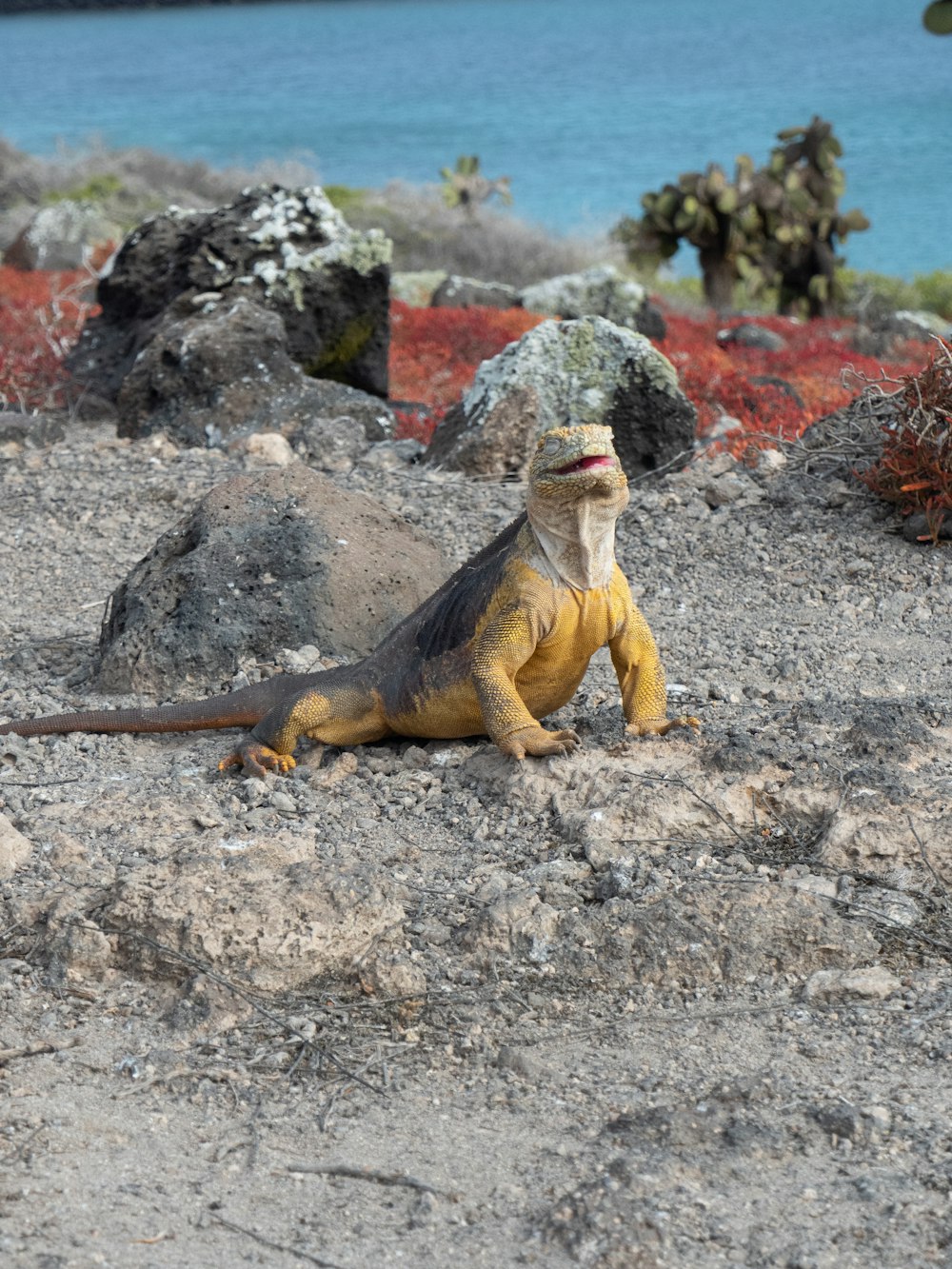 brown and black bearded dragon on gray rocky ground during daytime