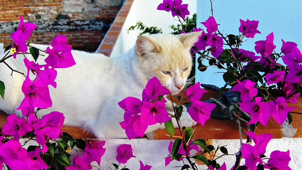 white cat on brown wooden table