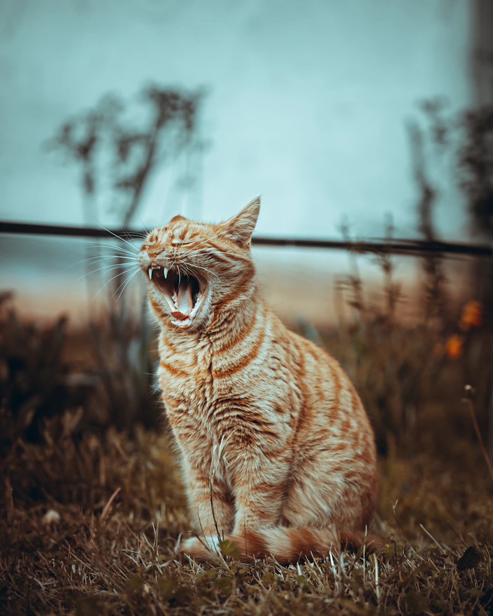In a field, an orange and white striped cat is sitting on the ground with its mouth open wide, possibly panting or meowing. The cat's fur contrasts with the surrounding environment, which includes tall grasses swaying gently in the breeze and bushes nearby.