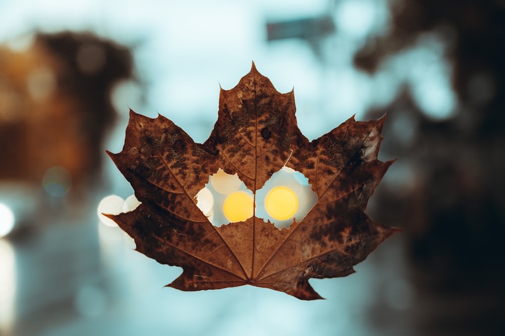 brown maple leaf in close up photography