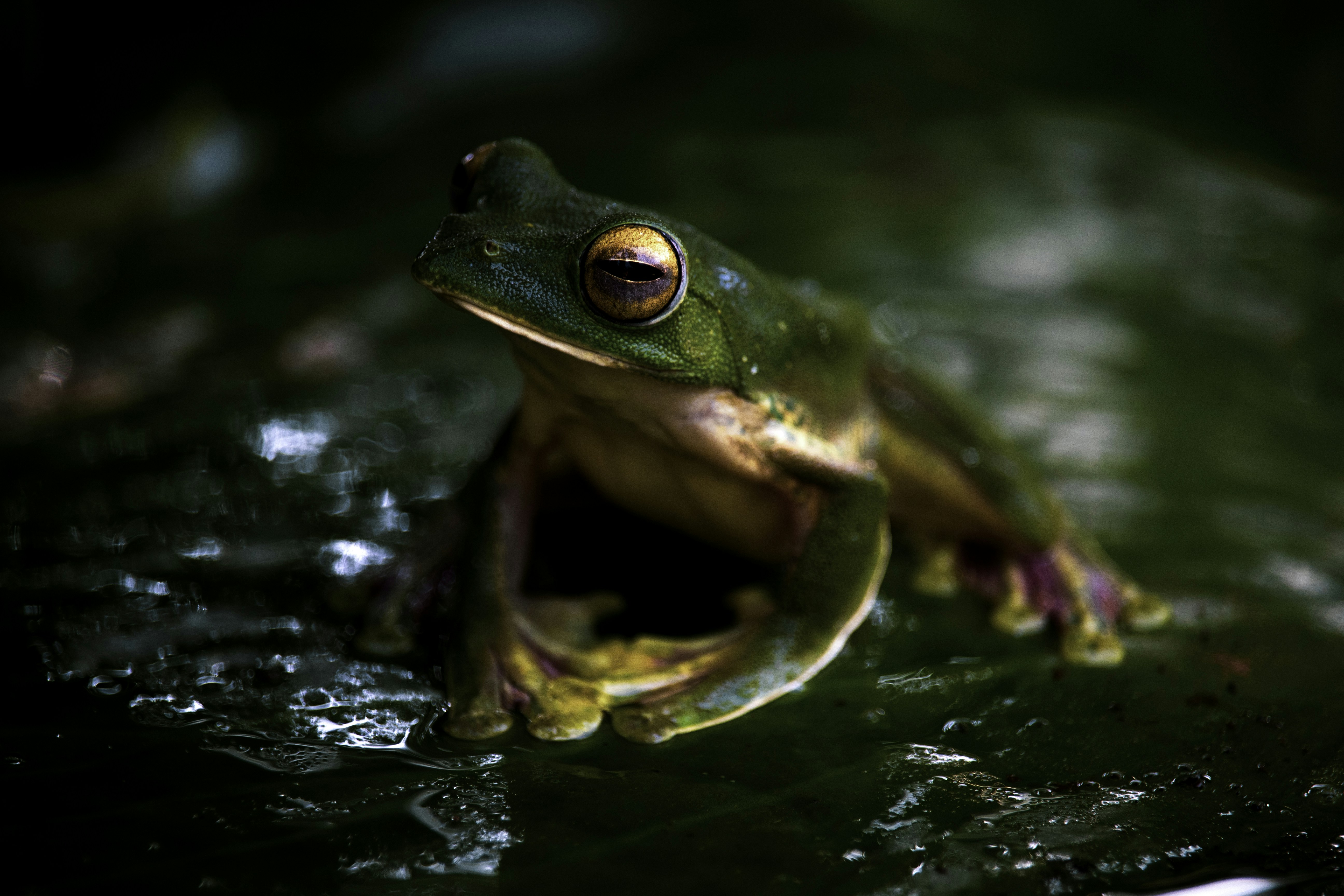 green frog on green leaf
