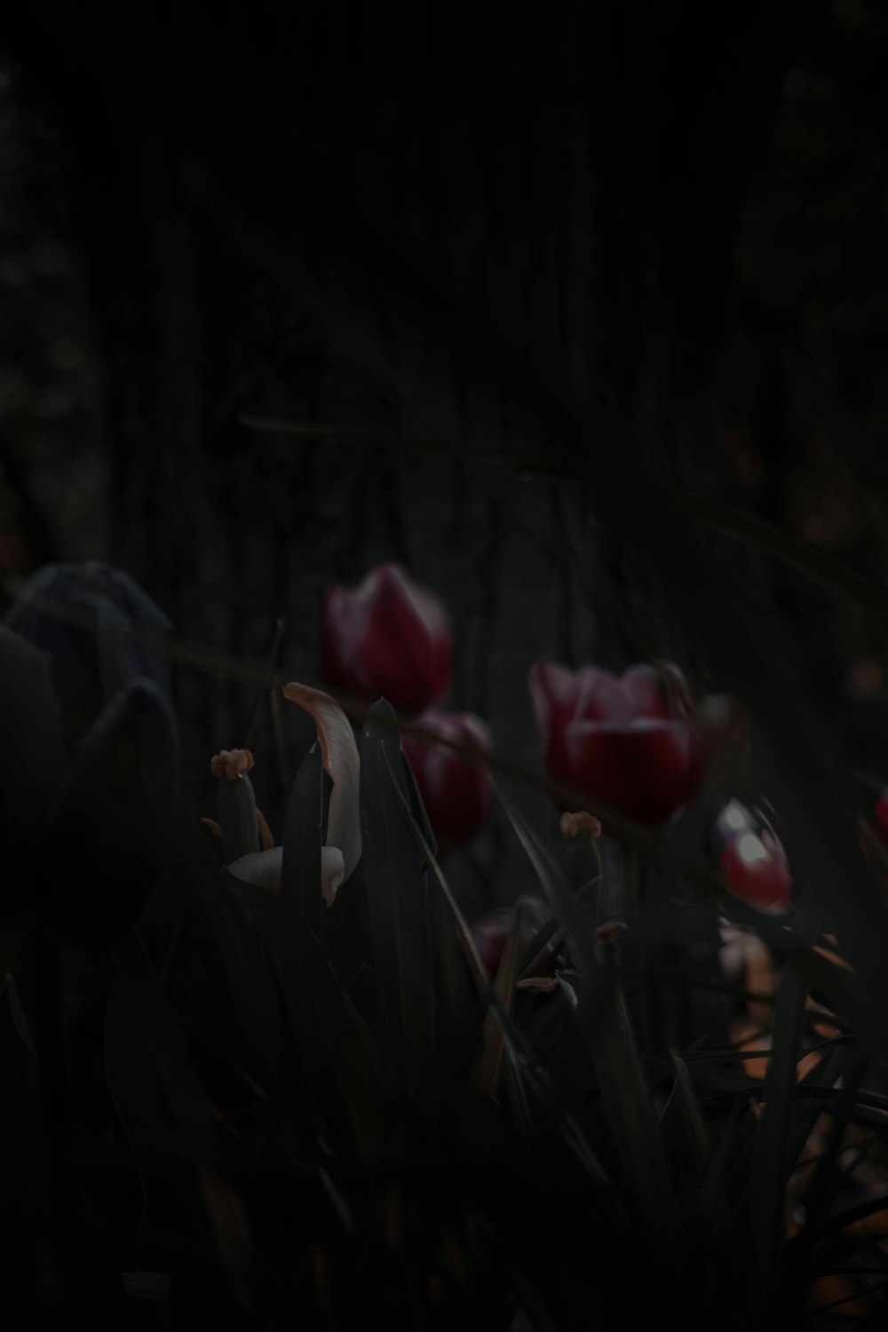 Tulipes roses en fleurs pendant la journée