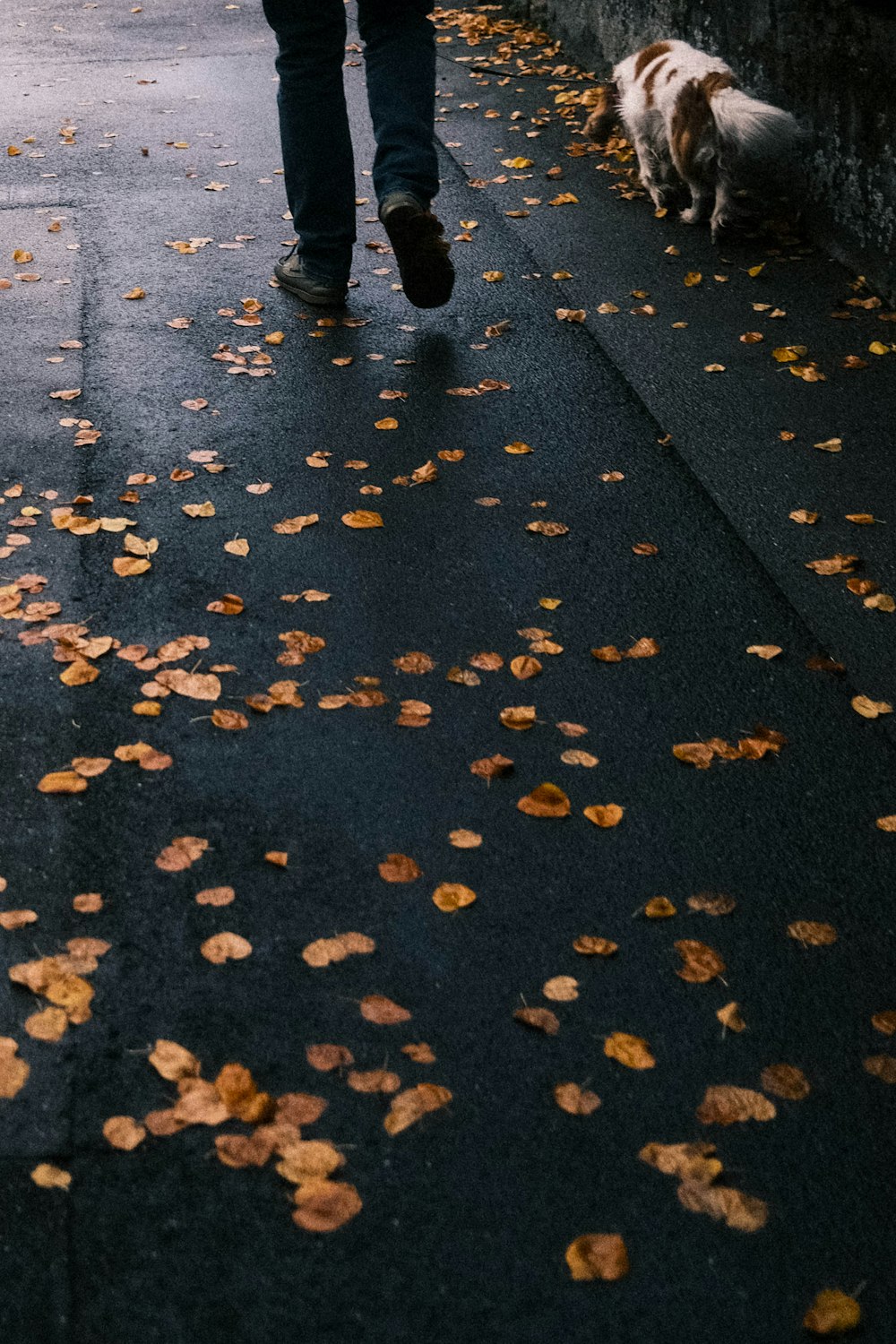 person in black pants walking on gray concrete road with yellow leaves