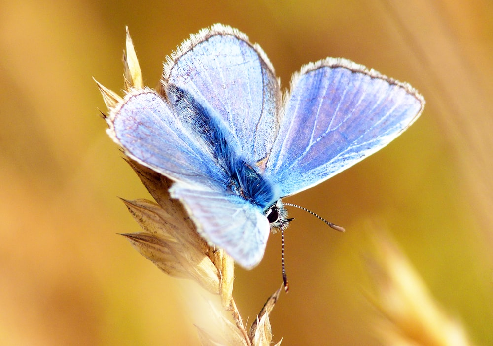 brown and green butterfly perched on white flower in close up photography during daytime