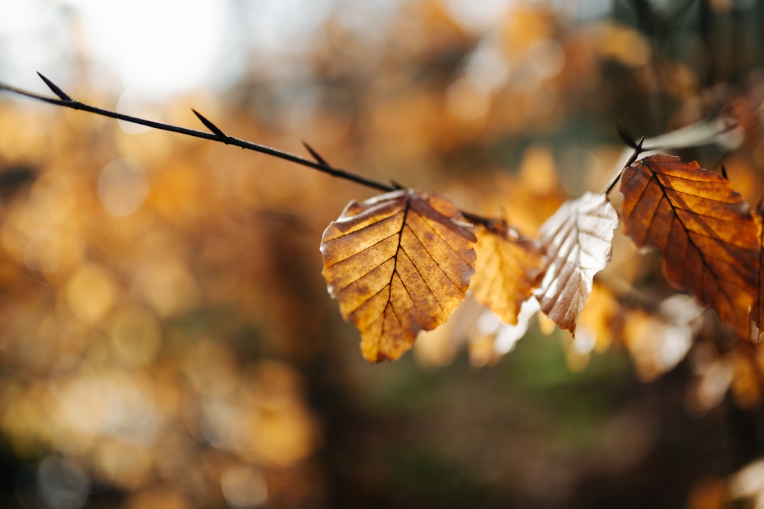 brown leaf in tilt shift lens