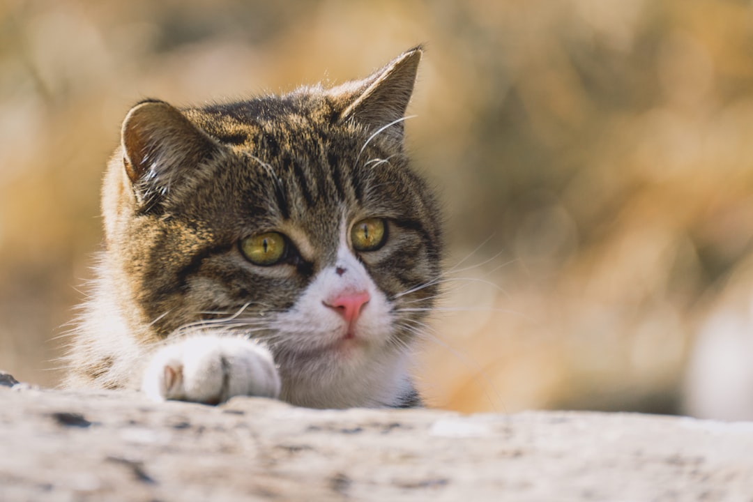 brown tabby cat on white textile