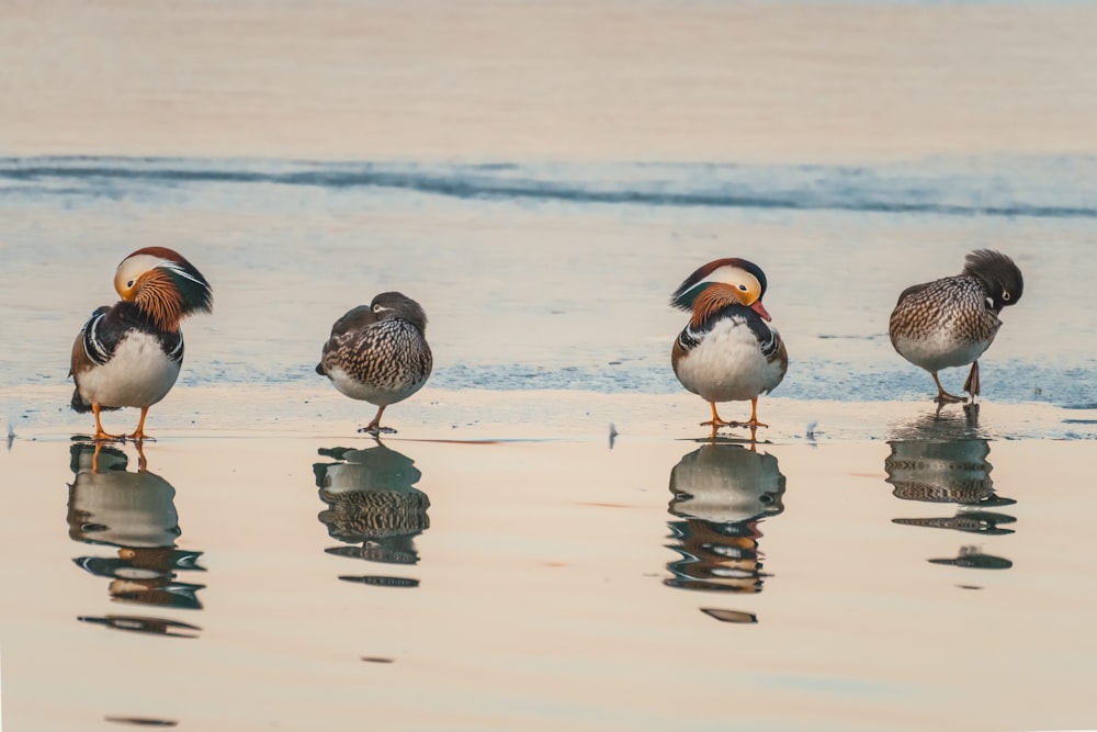 2 white and black birds on water during daytime