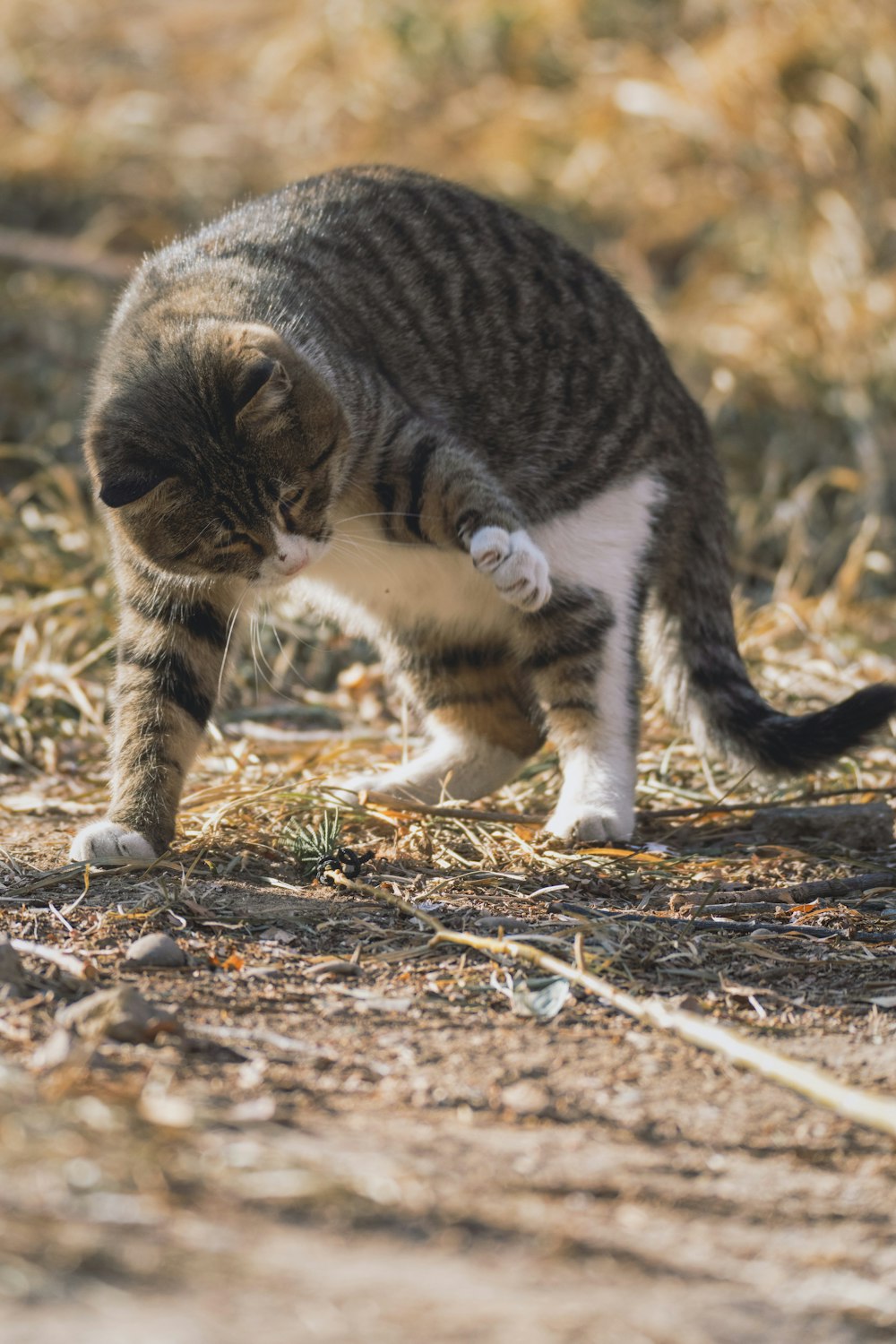 gato atigrado marrón en suelo marrón