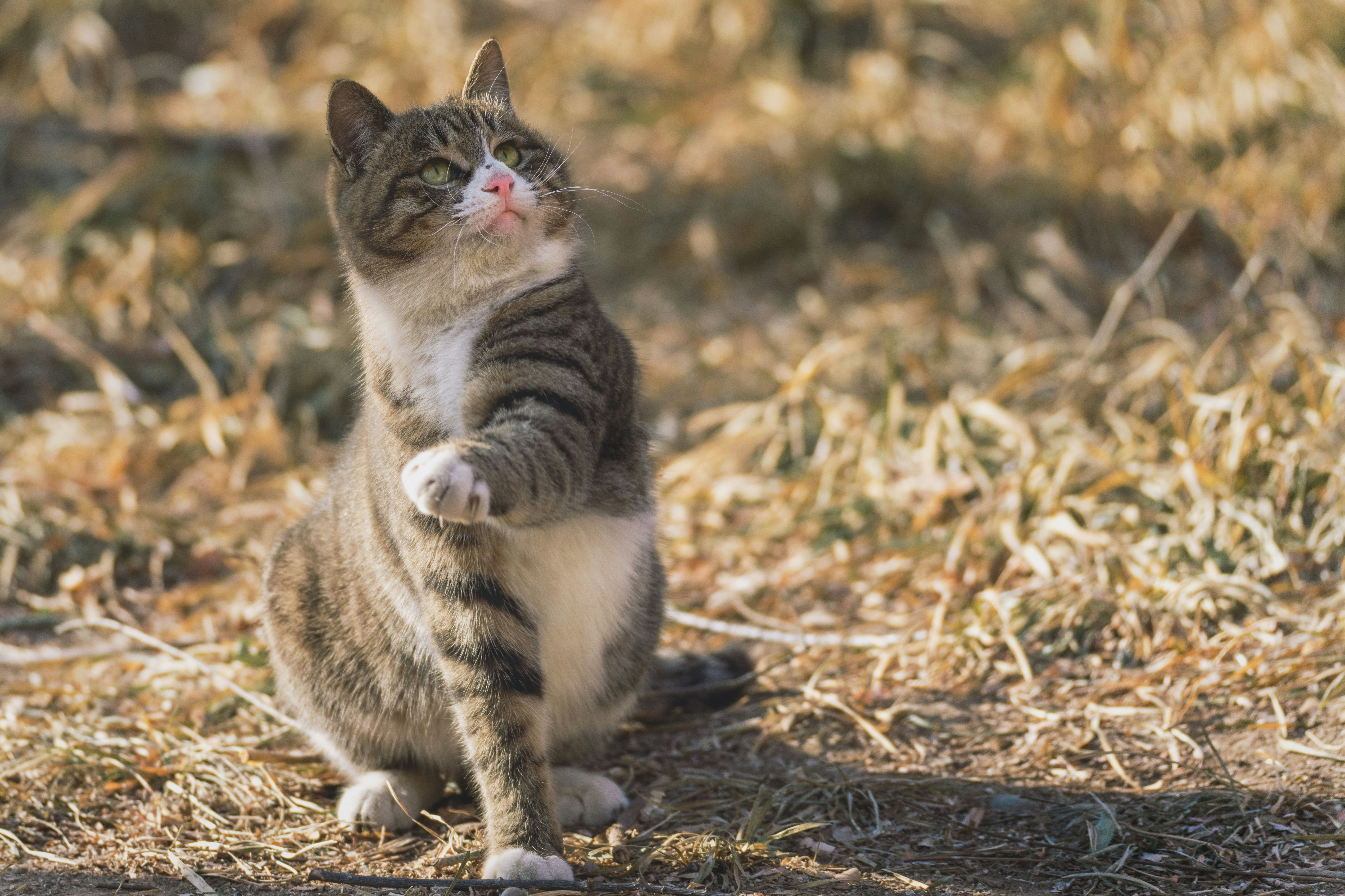 White and black tabby cat on brown grass during daytime photo – Free ...
