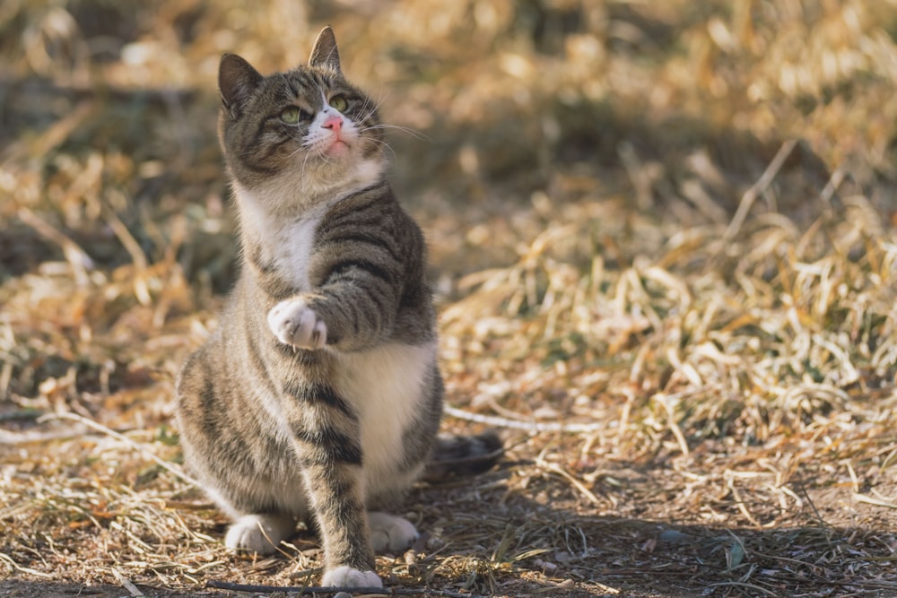 white and black tabby cat on brown grass during daytime