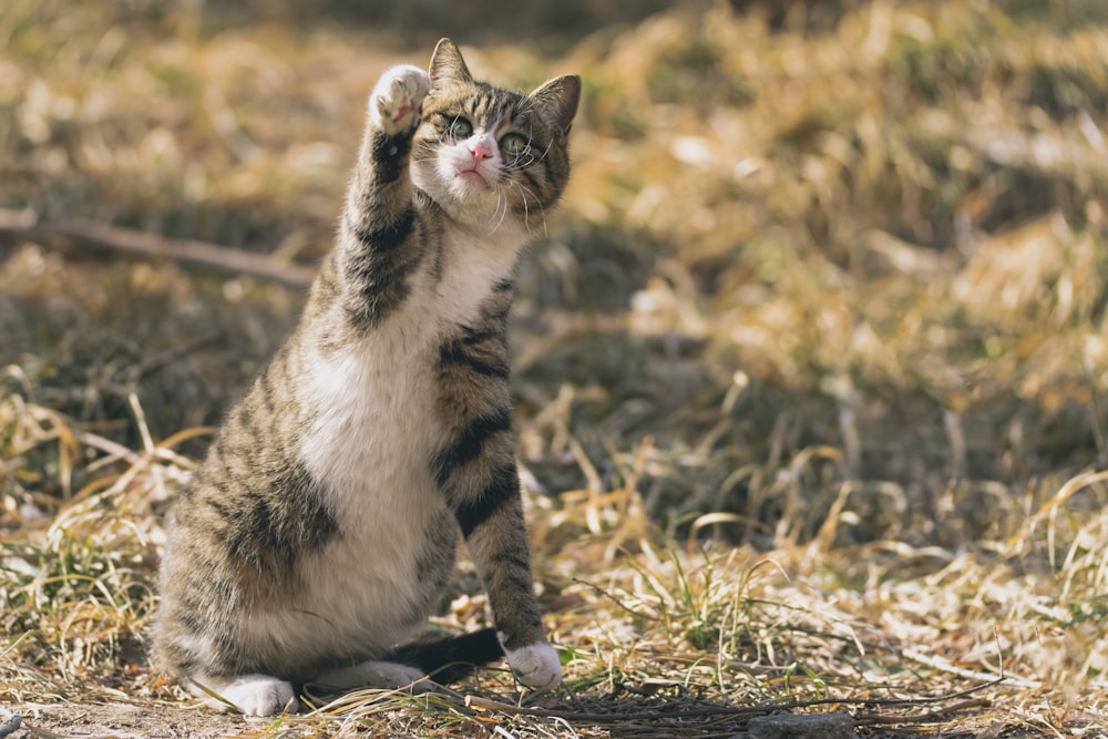 weiße und schwarze Katze auf braunem Gras