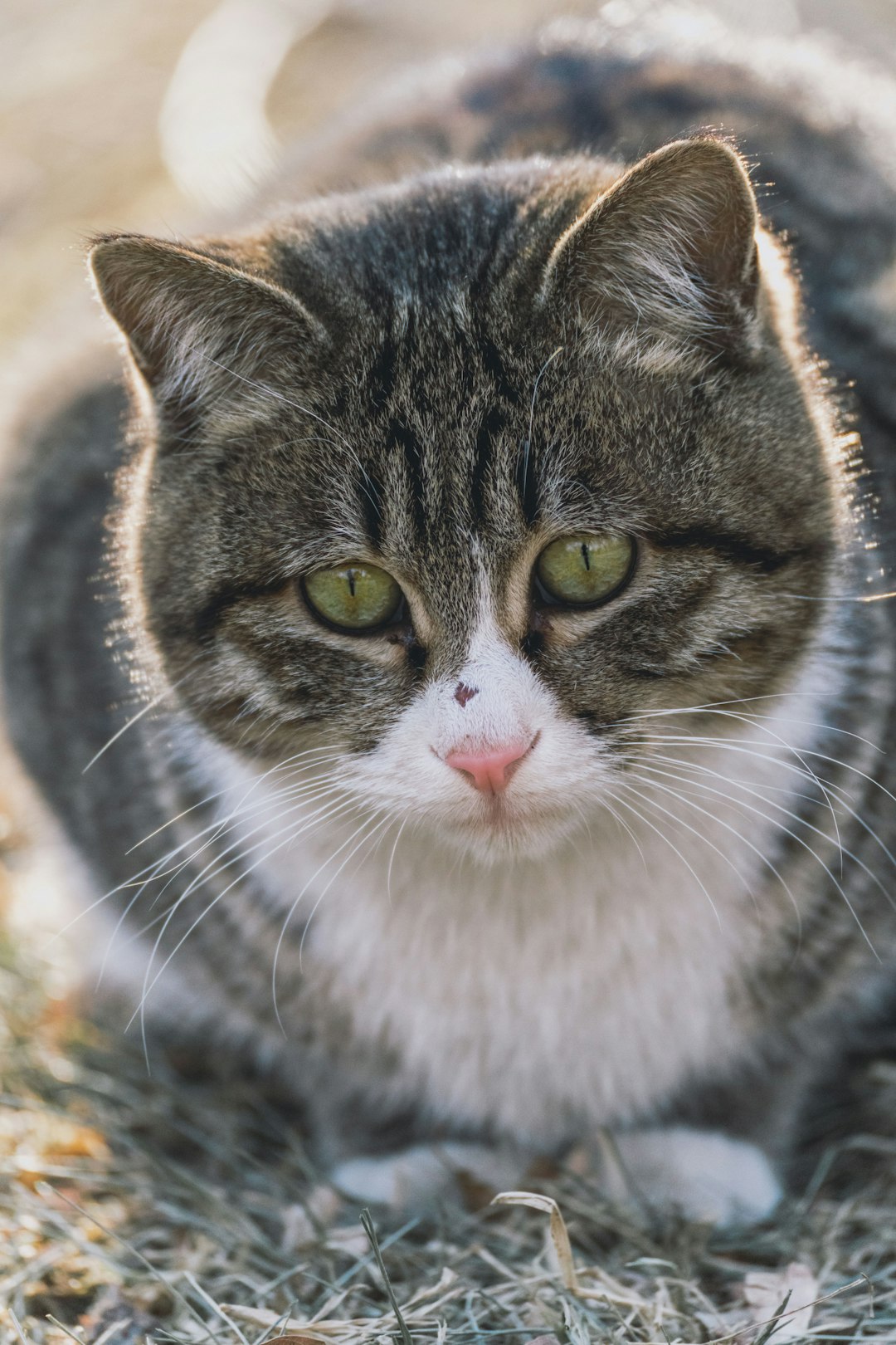 brown and white tabby cat