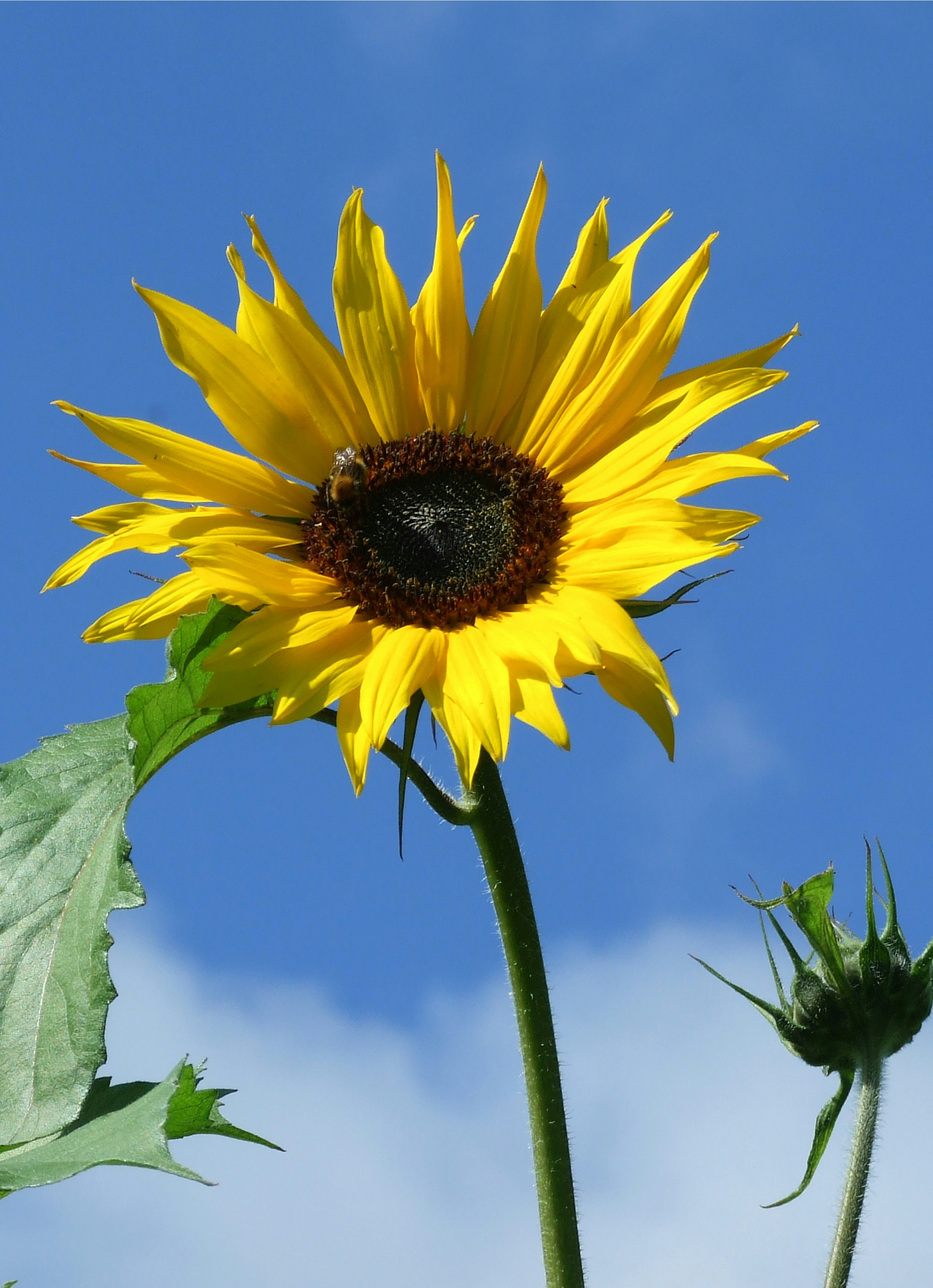 Foto zum Thema Gelbe Sonnenblume blüht tagsüber Kostenloses Bild zu