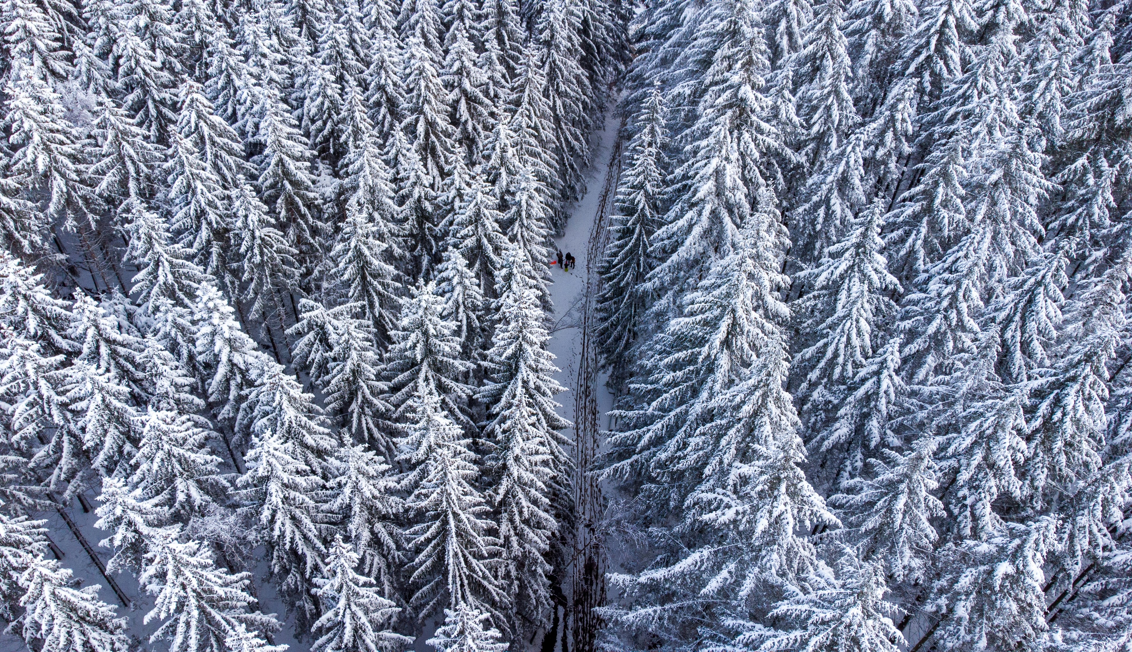 Luftaufnahme schneebedeckter Kiefern