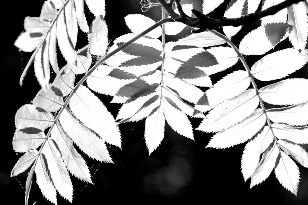 white and black leaf plant