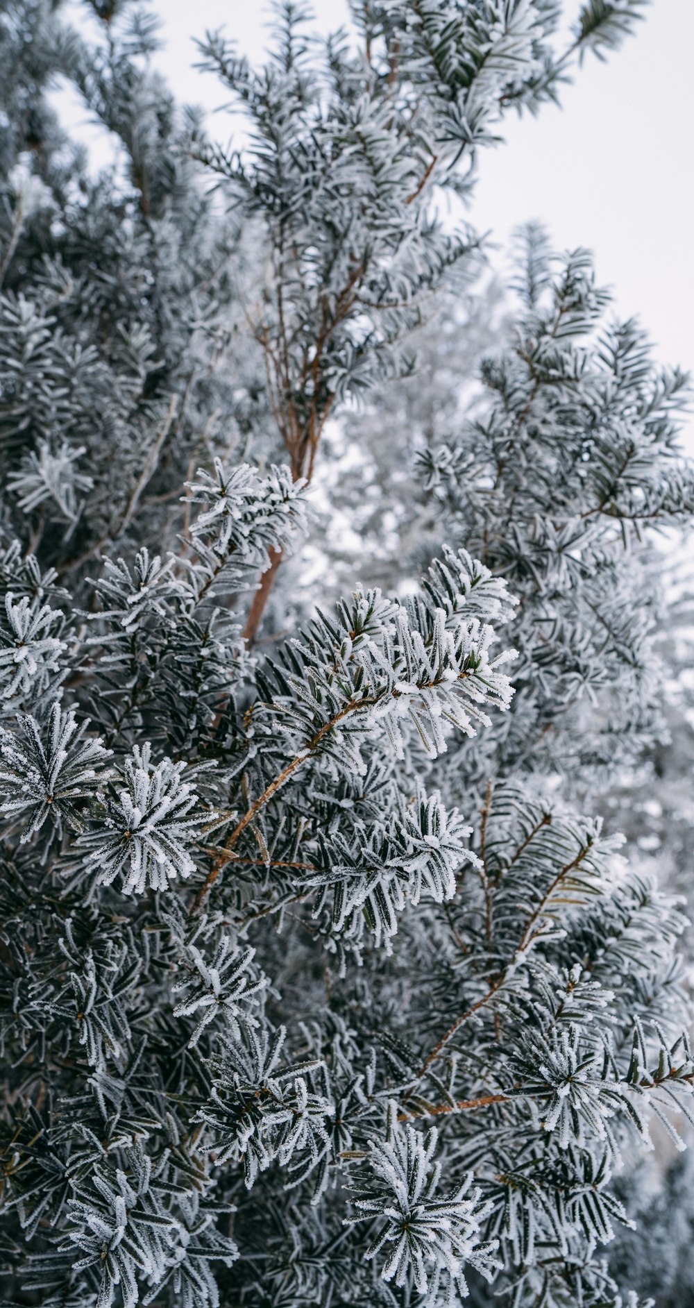 pino cubierto de nieve durante el día