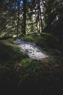 Sunlight filtering through the dense forest of Bohemian Switzerland, highlighting moss-covered rocks and tall pine trees.
