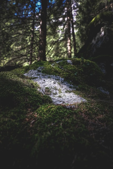 Sunlight filtering through the dense forest of Bohemian Switzerland, highlighting moss-covered rocks and tall pine trees.
