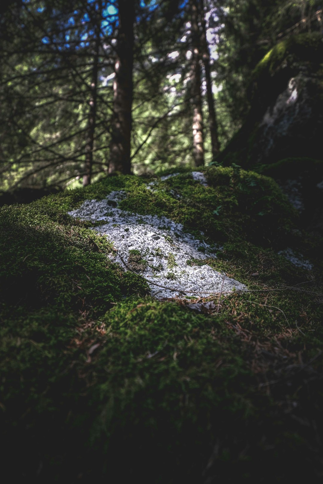 green moss on gray rock